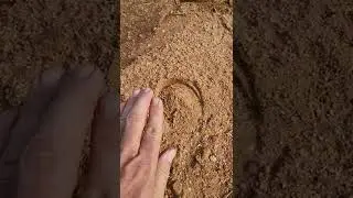 Description of a plains zebra spoor.