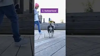 Top 5 Pet Friendly Countries in the World | Carry My Pet