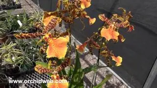 OrchidWeb - Alcra. Hilo Ablaze 'Hilo Gold' HCC/AOS