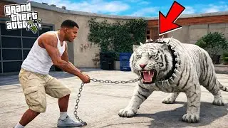 Franklin Tries to Catch The Most Rare White Tiger in GTA 5!