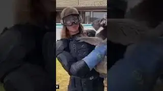 Koala Prank on TV