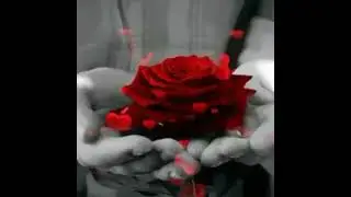 red rose 🌹 GIF
