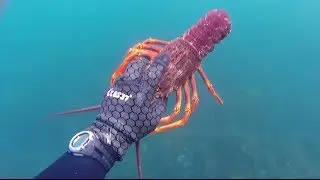 Is Makara the BEST DIVING SPOT in Wellington? Only if you know have to hold on to them. 2022