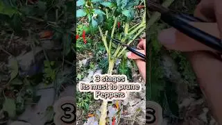 3 secret pruning Tips of chilli pepper #garden #tidyingup #organicfarming #diygardening #homemade