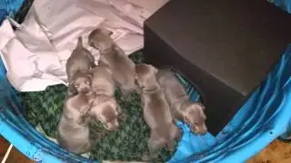 Summit Weimaraners  - AKC Silver Weimaraner Puppies 4 Weeks Old