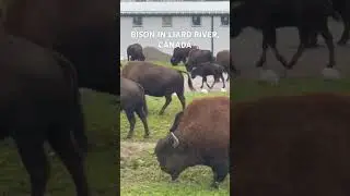 Bison in Liard River