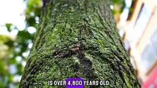 Title: Fascinating Facts About Trees: Unveiling Nature's Wonders