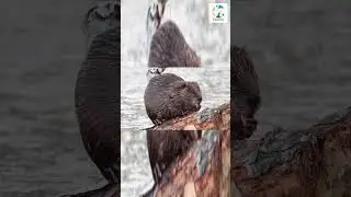👀🦫Beaver Chewing A Log #shorts #wildlife #nature #naturesounds #beavers #animals #wild #outdoors