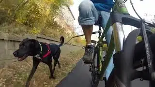 The World's Best Bicycle Dog Leash For 2018 | Under $60