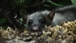 Ghiro Sardo - Anteprima documentario