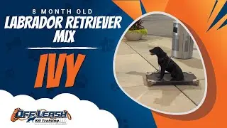 Labrador Retriever Mix , 8 Months Old, Ivy | Best Dog Training Nova, 