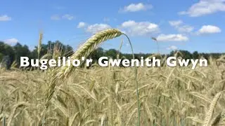 Bugeilio'r Gwenith Gwyn