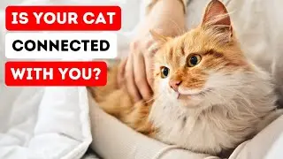 The Emotional Bond Between You and Your Cat