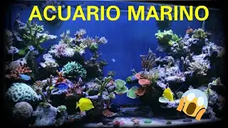 ¿QUE TAMAÑO DEBE TENER MI ACUARIO MARINO?