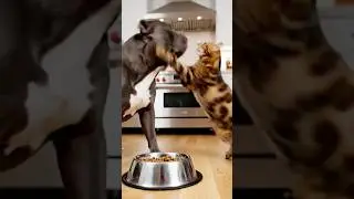 Dog Got Slapped for Eating His Own Food 😳🐶🐱