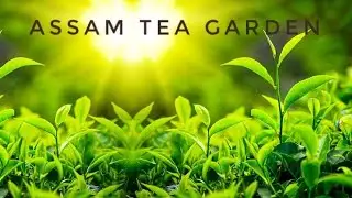 Assam Tea Garden - Dhoolie Tea Estate, Titabar