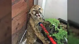 Cougar Cubs Rescued in Half Moon Bay Recover at Oakland Zoo