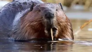 The Beaver