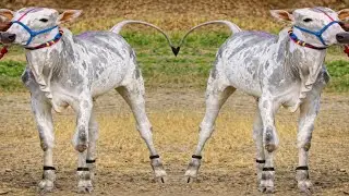🔥खिल्लार बछड़ा की रफ्तार देखिए | Future Champion Khillar Bail Calf 🐂