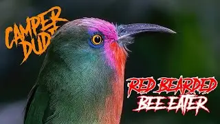 4K RED-BEARDED BEE-EATER (MALAYSIA)