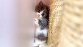 【マンチカンの子猫】子猫が挟まってるのか遊んでるのか微妙な件 ～猫のいる生活Vol.998～出産動画 マンチカン短足・ミヌエット・ペルシャ猫専門ブリーダー『ペット蔵人』【子猫の成長記録】