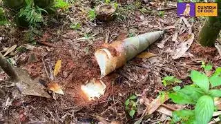 My Dog Helps Me in the Jungle | Jungle Adventure with My Loyal Dog