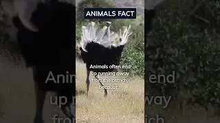 The Unstoppable Ostrich: Why This Flightless Bird Commands Respect