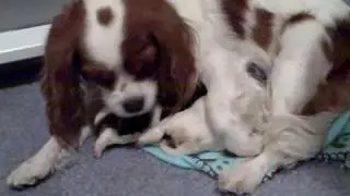 Lucy, Riley and Belle - breakfast day 7.wmv