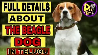 FULL DETAILS ABOUT BEAGLE DOG [IN TELUGU];must watch