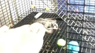 Doty's Sugar Gliders: Build trust (Don't grab Gliders)