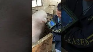 Prenatal Pig Care! Farmer Uses Ultrasound to Scan Pregnant Sow 🐖💓 💥