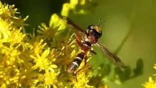 Physocephala nigra (Conopidae-Diptera)