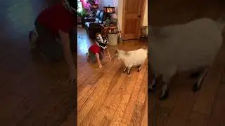 Billy Goat VS Small Child! #montana #farming #shorts