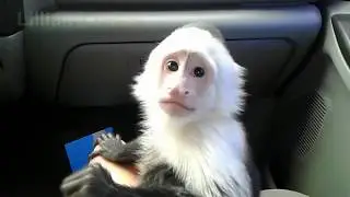 My Pet Monkey Visits the Vet