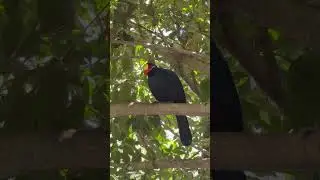 Zoo Tampa 😊#zoo #tampa #parrot #birds #nature
