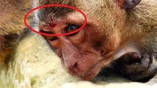 Poor Orphan Jessie painful! Million sad baby cos Dolly not pity on Jessie any more,Break nearly eye