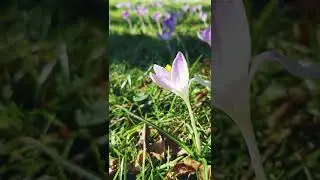Spring Ambience Background Music #shorts
