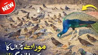 Peacock Feeding with Many Birds | Amazing Bird Gathering Scene