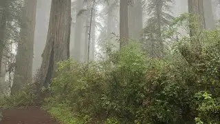 A Gem - Mill Creek Campground in Del Norte Redwood State Park