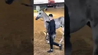 عرض الخيل العربية الأصيلة أريحا