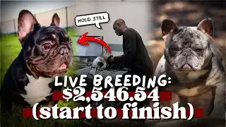 Breeding Dream LIVE: $2500 TCI Vet Procedure + Full Cost Breakdown | Rosharon Frenchie Breeders Pt 2