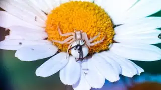 Mating Goldenrod Crab Spiders (M. vatia), Macro Photography, Raynox DCR-250 on Nikon Coolpix P900