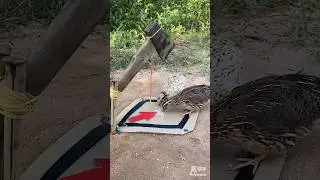 Amazing Bird Trap Work 100%