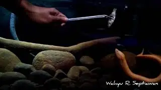 Albino Monopterus albus (Swamp eel) feeding time