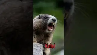 Kaliel #shorts #memes #nomes #kaliel