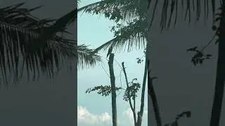 #ArabicSound