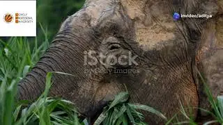 Can AI Save Endangered Species? | Real Facts from India | AI for Wildlife Conservation