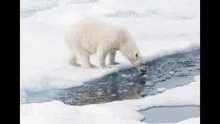 Arctic Expedition Cruise 2027 | Whales, Glaciers & Polar Bears Webinar