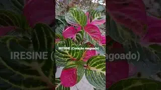 4 #plantas com #folhas #coloridas 🌿 #shorts #jardim #kokedama #mudas #iresine #pleomele #coleus