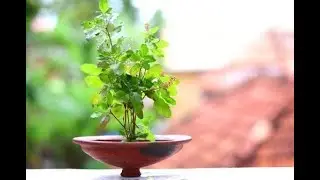 Identification of Different Medicinal plants by Image Processing Using Machine Learning Algorithms